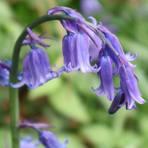 This is a bluebell